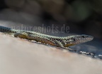 Podarcis hispanicus 9151320