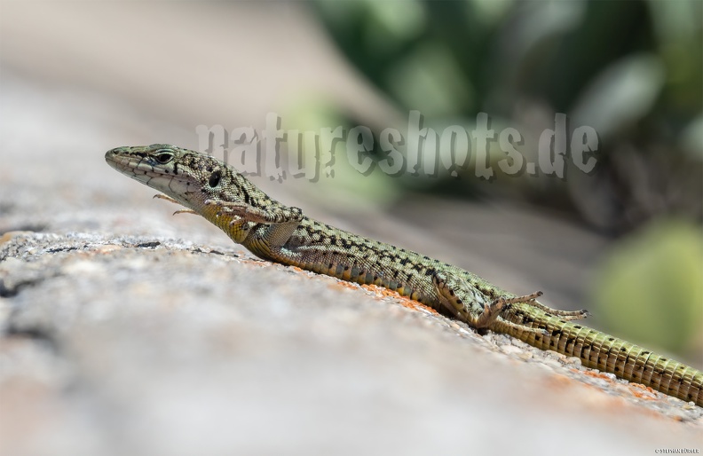 Podarcis_hispanicus_9151321_aRGB-sharpAI.jpg