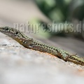 Podarcis hispanicus 9151321