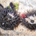 Actiniaria 9161483