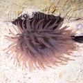 Actiniaria 9161490