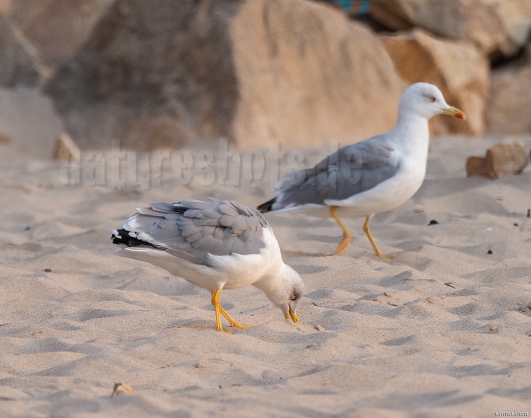 Larus_michahellis_9181884_aRGB-sharpAI.jpg