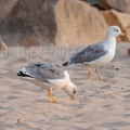 Larus michahellis 9181884