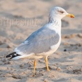 Larus michahellis 9181892
