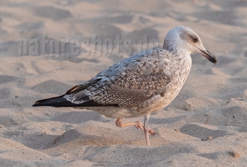 Larus_michahellis_juvenile_9181902_aRGB-sharpAI.jpg