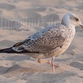 Larus michahellis juvenile 9181902