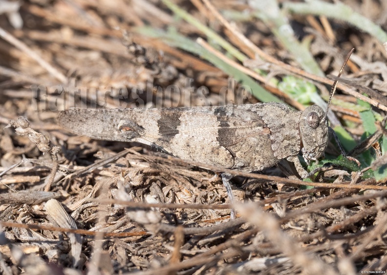 Oedipoda_caerulescens_9171625_aRGB-sharpAI.jpg