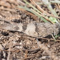Oedipoda caerulescens 9171625