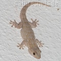Tarentola mauritanica 9151414,18