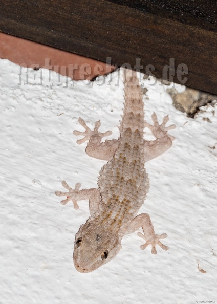 Tarentola_mauritanica_9151425_aRGB-sharpAI.jpg