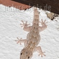 Tarentola mauritanica 9151425