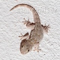 Tarentola mauritanica 9151448