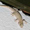 Tarentola mauritanica 9151450