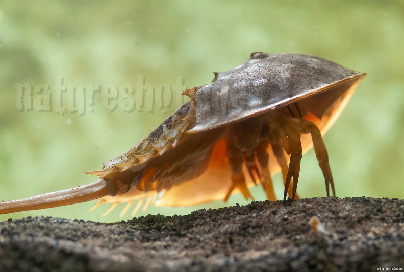 Limulus_polyphemus_8094584_aRGB-sharpAI.jpg