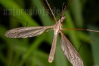 Tipula sp. male 9105031
