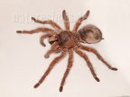 Theraphosa blondi wadded exuvia B248278