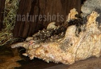 Chelus fimbriata B248307