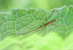 Tetragnatha extensa male 6097692