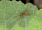 Tetragnatha extensa male 6097706