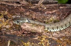 Barren-Ringelnatter · Barred grass snake