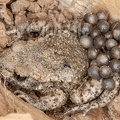 Alytes obstetricans male with eggs 6210942