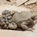 Alytes obstetricans male with eggs 6210931