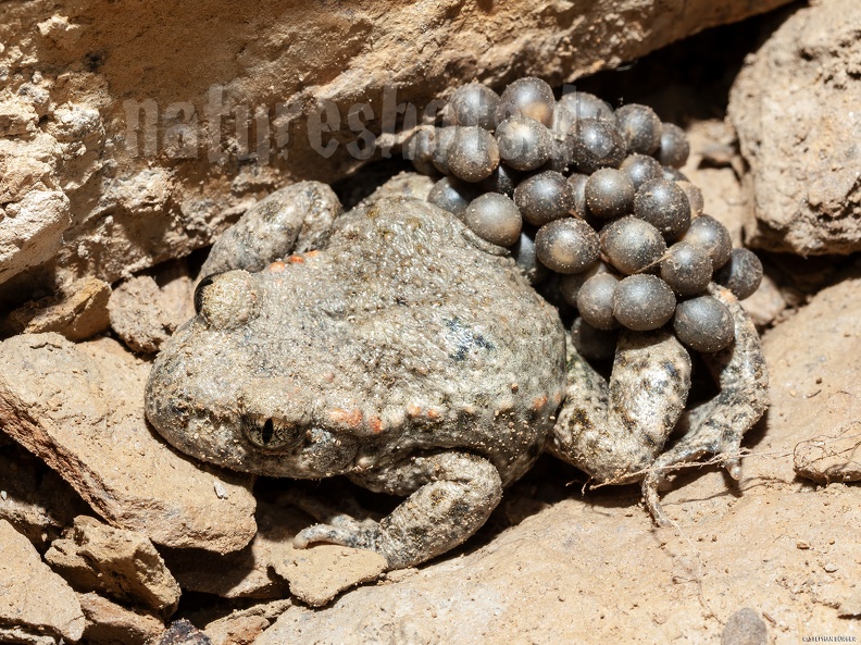 Alytes_obstetricans_male_with_eggs_6210926.jpg