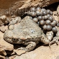 Alytes obstetricans male with eggs 6210926