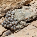 Alytes obstetricans male with eggs 6210919