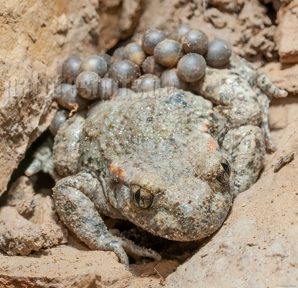 Alytes_obstetricans_male_with_eggs_6210915.jpg