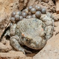 Alytes obstetricans male with eggs 6210915