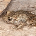 Alytes obstetricans female 6210953