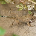 Bombina variegata juvenile 6211012