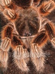 Grammostola rosea 4216906