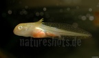 Ambystoma mexicanum x tigrinum DSCN9980