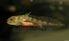 Ambystoma mexicanum x tigrinum DSCN9945