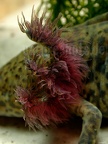 Ambystoma mexicanum x tigrinum DSCN9708