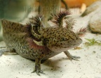 Ambystoma mexicanum x tigrinum DSCN9694