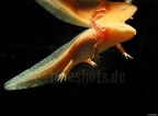 Ambystoma mexicanum x tigrinum DSCN9577