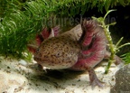 Ambystoma mexicanum x tigrinum DSCN9669