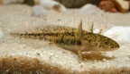 Ambystoma mexicanum x tigrinum DSCN8907
