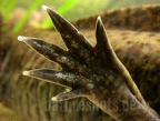 Ambystoma mexicanum x tigrinum DSCN0796