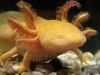 Ambystoma mexicanum x tigrinum B010138