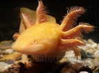 Ambystoma mexicanum x tigrinum B010144