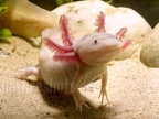 Ambystoma mexicanum x tigrinum A042963