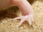 Ambystoma mexicanum x tigrinum A042993