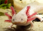 Ambystoma mexicanum x tigrinum A042952