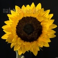 Helianthus annuus backlight 7291787-93