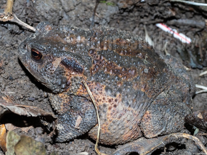 Bufo_bufo_5070615.jpg