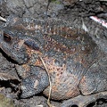Bufo bufo female 5070615